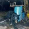 Black Bear at Baiting Station