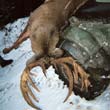 Hunting: Deer