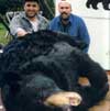 Hunting: Black Bear