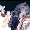 Hunting: Black Bear