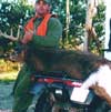 Hunting: White Tailed Deer
