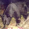 Black Bear at Baiting Station