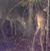 White Tailed Deer at Baiting Station
