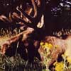 Moose in field