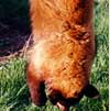 Hunting: Cinnamon Bear