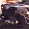 Hunting: Black Bear