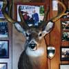 Mounted White Tailed Deer Head