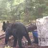 Black Bear at Baiting Station