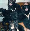 Trophies: Black Bear