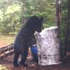 Black Bear at Baiting Station
