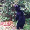Black Bear eating Berries