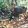 White Tailed Deer at Baiting Station