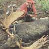 Hunting Moose