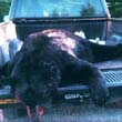 Hunting: Black Bear