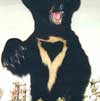 Trophies: Black Bear