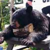 Hunting: Black Bear