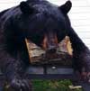 Hunting: Black Bear
