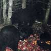 Hunting: Black Bear