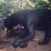 Black Bear at Baiting Station