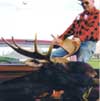 Hunting: Moose