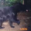Black Bear at Baiting Station
