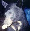 Black Bear at Baiting Station