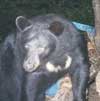 Black Bear at Baiting Station