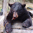 Hunting: Black Bear