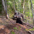Hunting: Black Bear