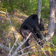 Hunting: Black Bear