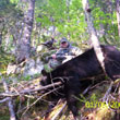 Hunting: Black Bear