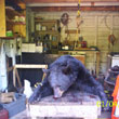 Hunting: Black Bear