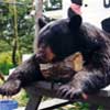 Hunting: Black Bear