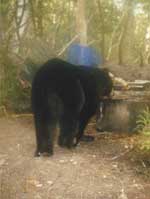 Black Bear at Baiting Station