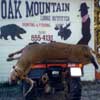 Hunting: White Tailed Deer