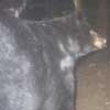 Black Bear at Baiting Station