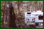 Moose in woods