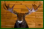 Moose Trophy
