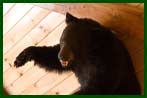 Bear Trophy