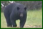 Walking Bear