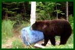 Bear at Bait