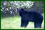 Bear in Field
