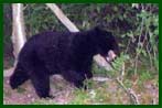 Bear in Woods