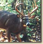 White Tailed Deer at Baiting Station
