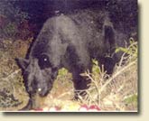 Black Bear at Baiting Station